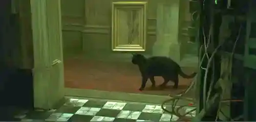 Data Glitch or Model Drift? The Matrix cat metaphor to explain Model Drift